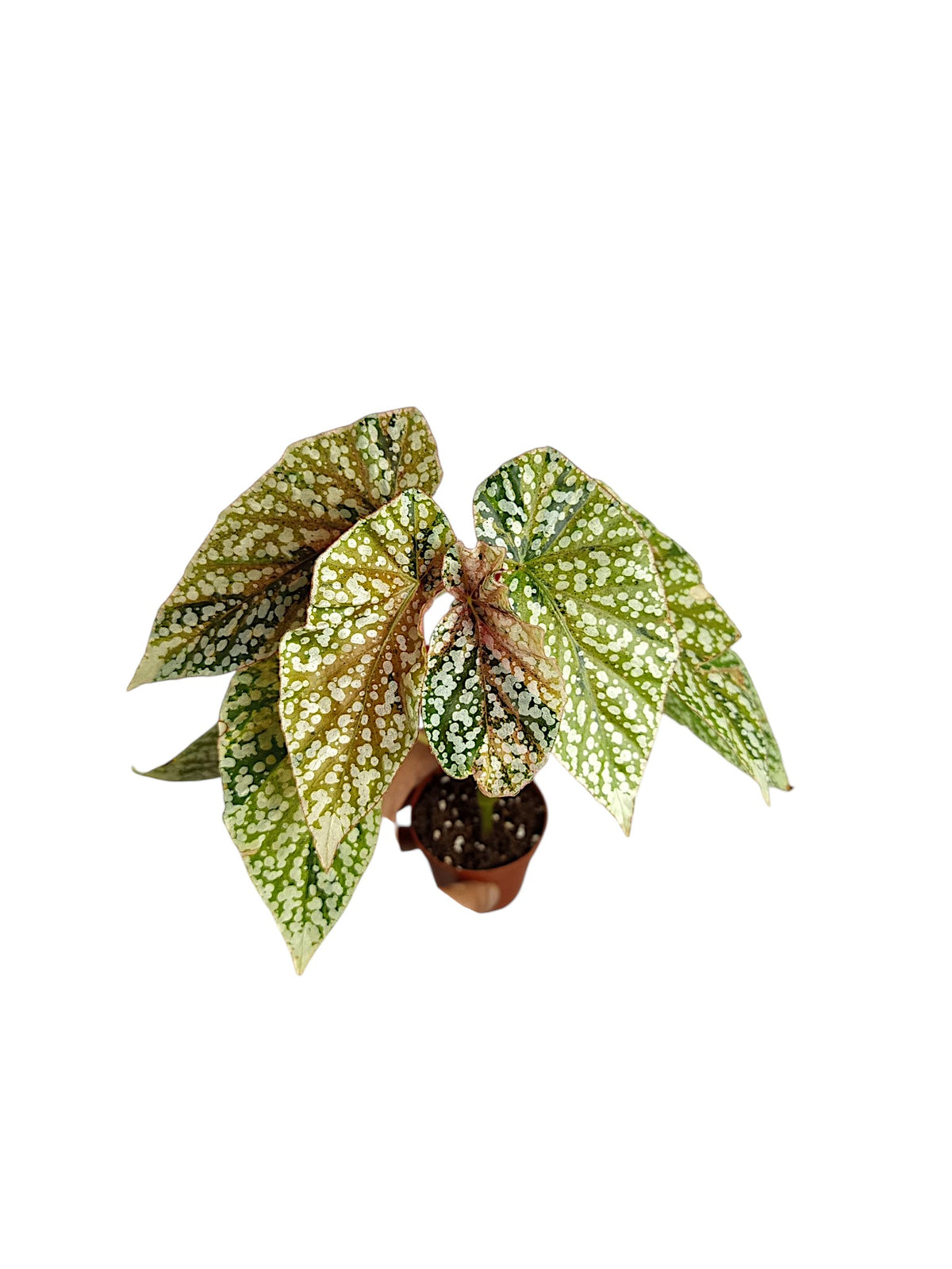 Begonia Snowcap Variegata