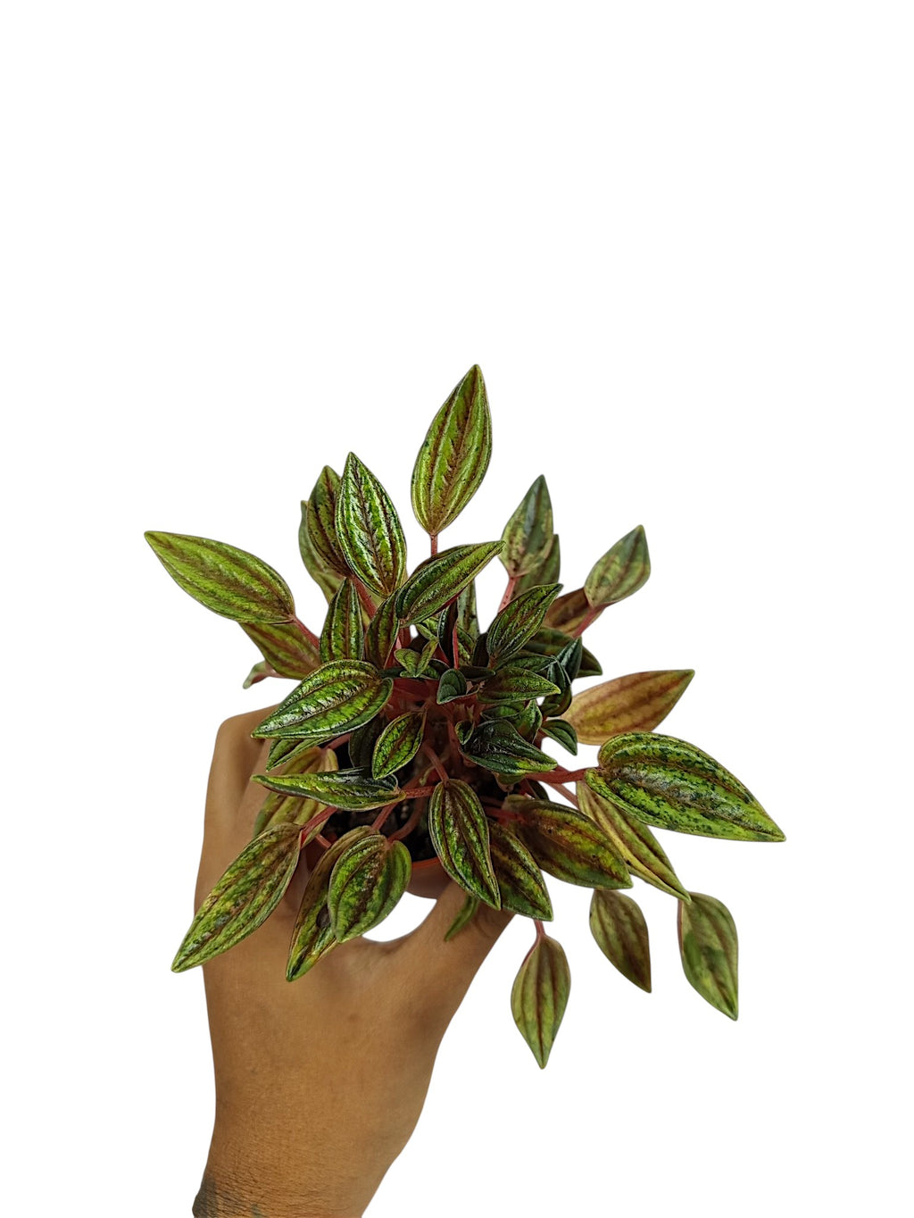 Peperomia Rosso Variegata