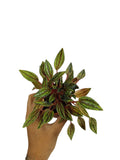 Peperomia Rosso Variegata