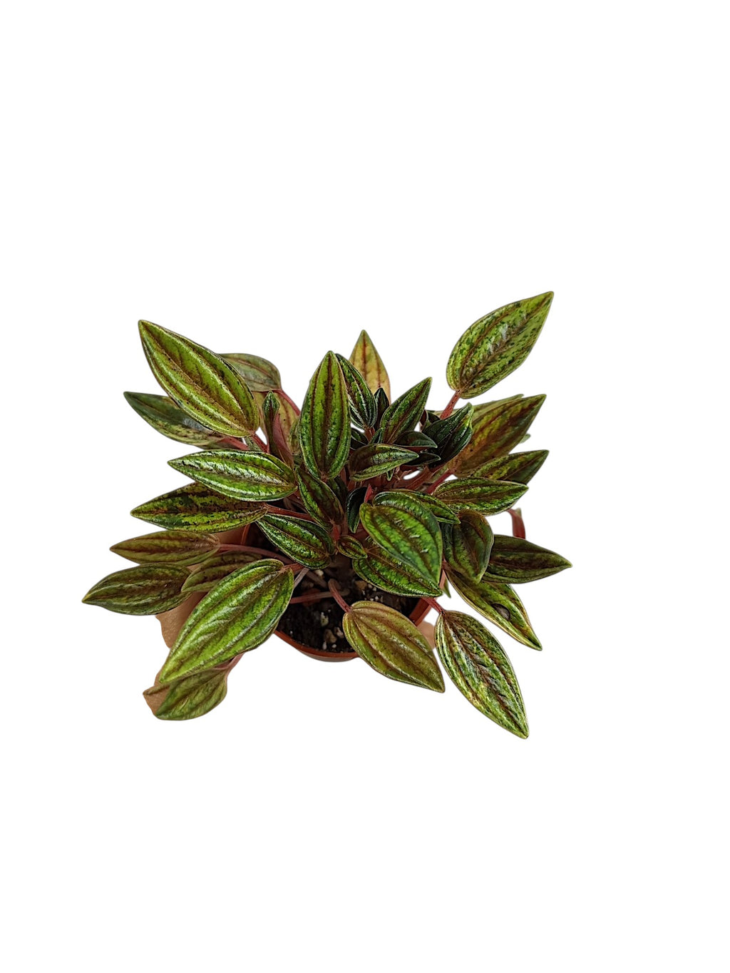 Peperomia Rosso Variegata