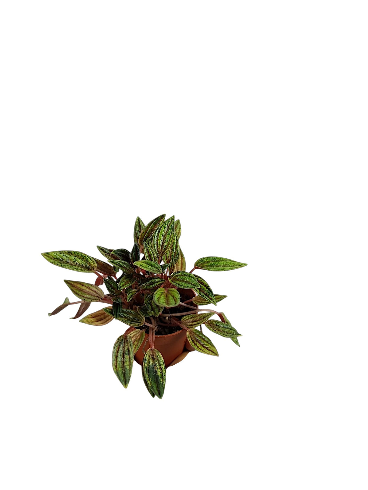 Peperomia Rosso Variegata