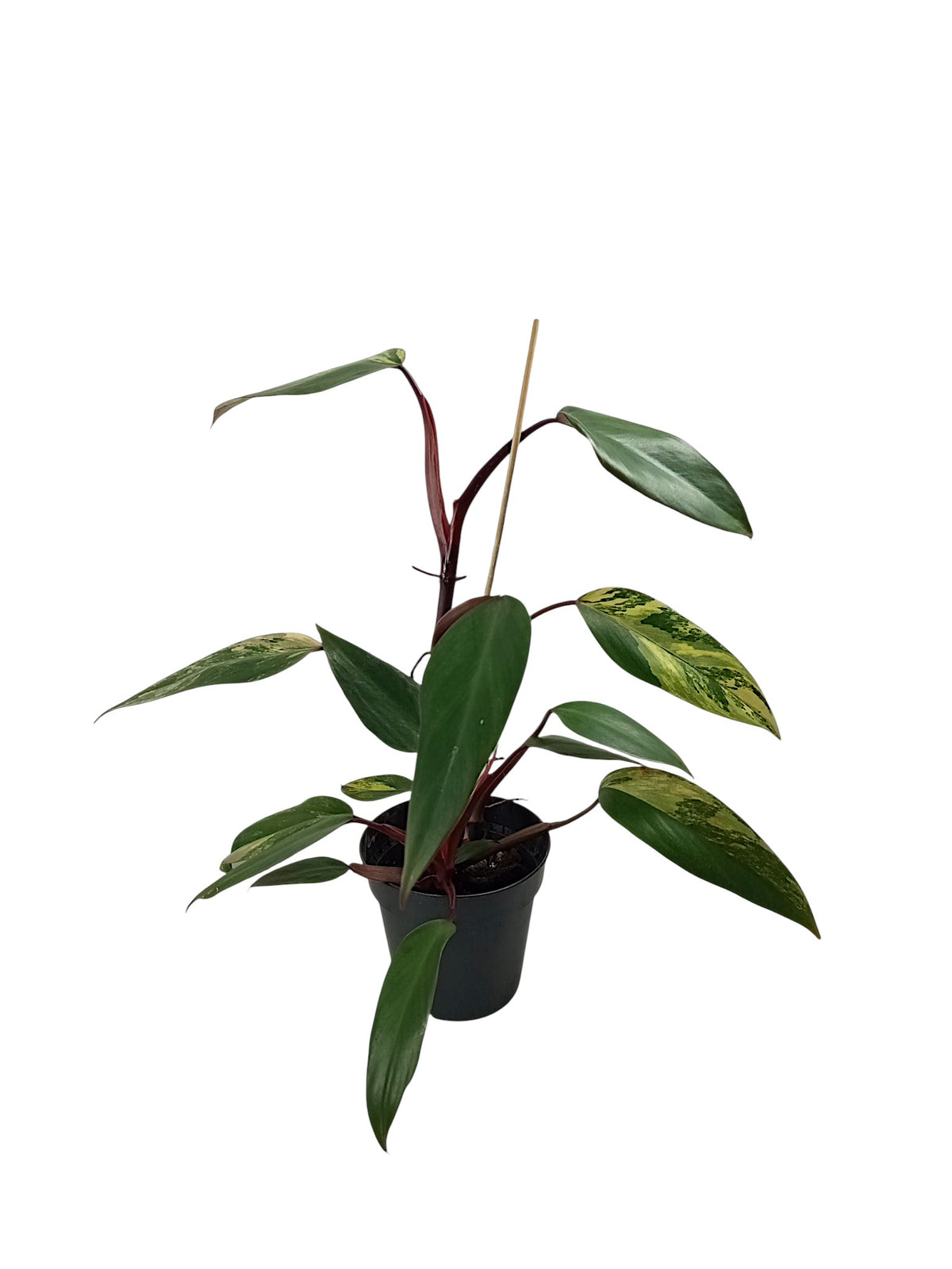 Philodendron Caramel Apple