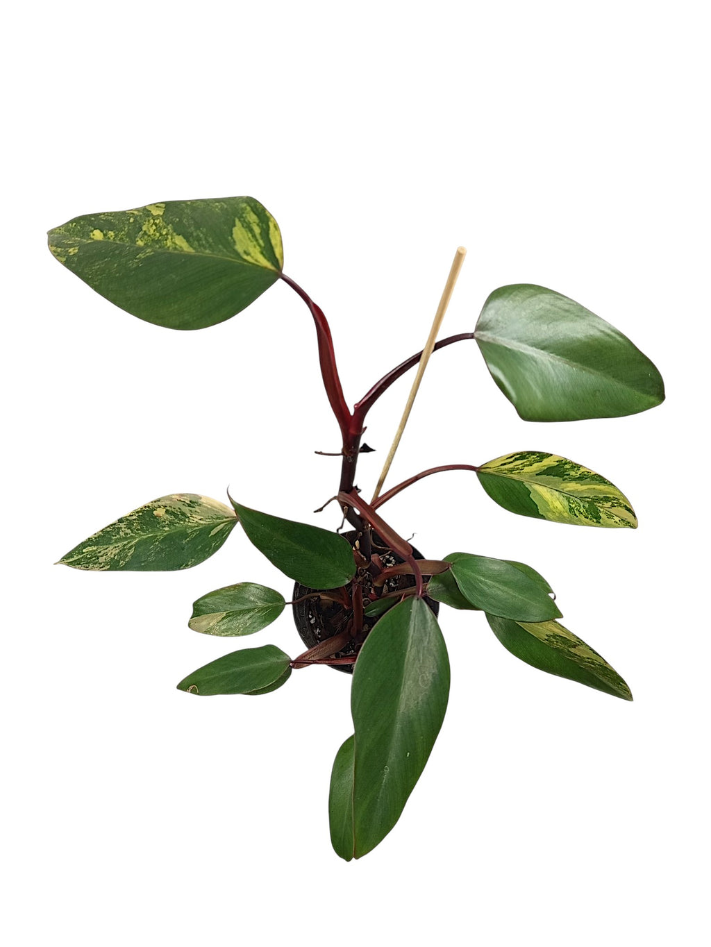 Philodendron Caramel Apple