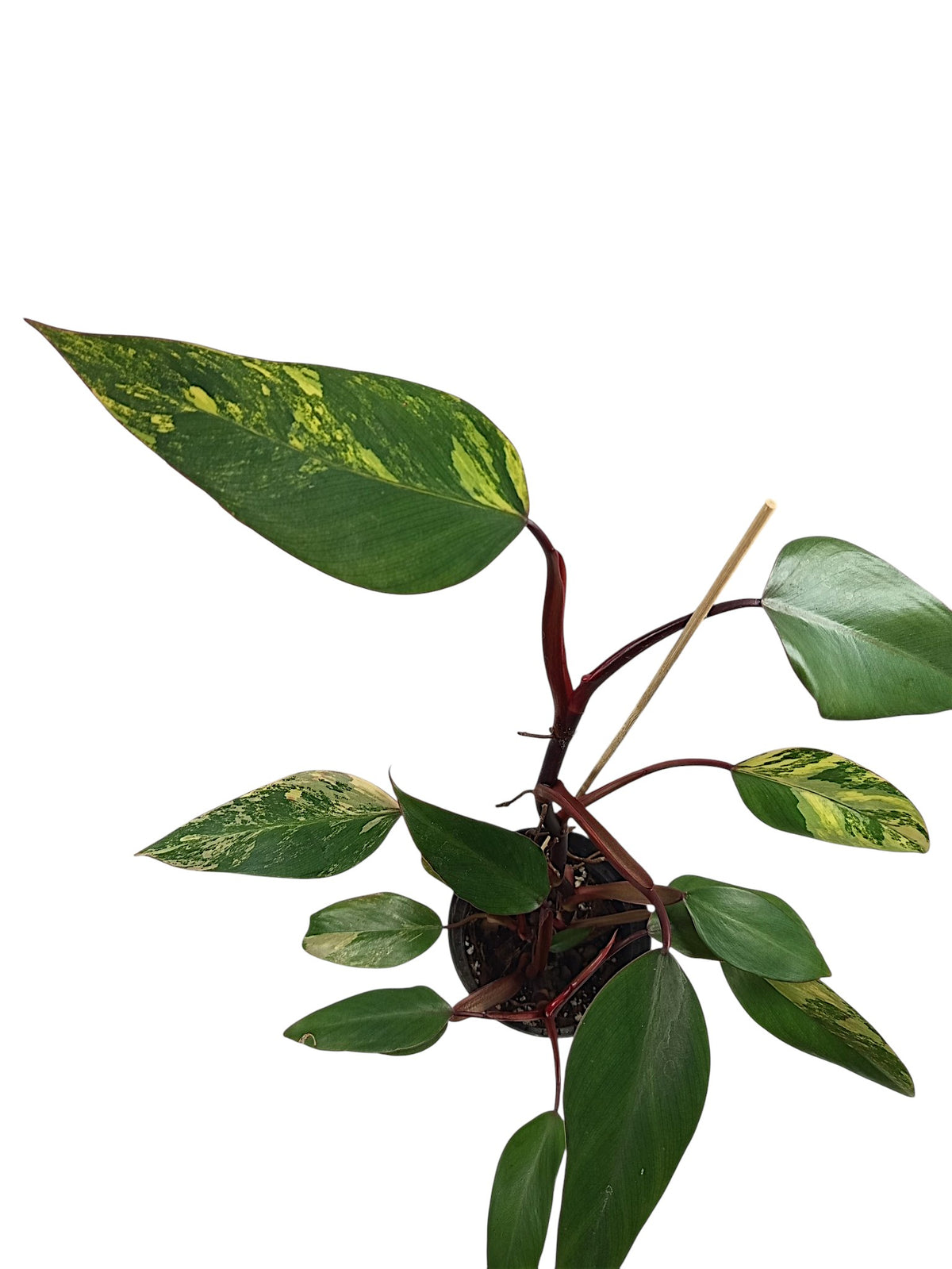 Philodendron Caramel Apple