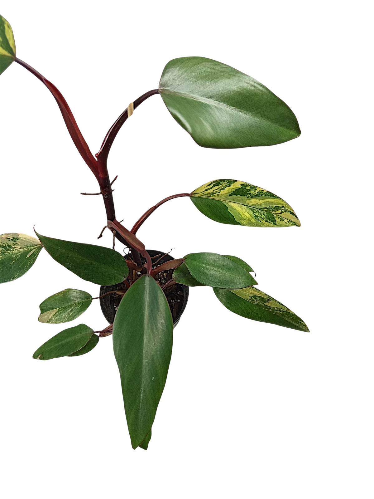 Philodendron Caramel Apple