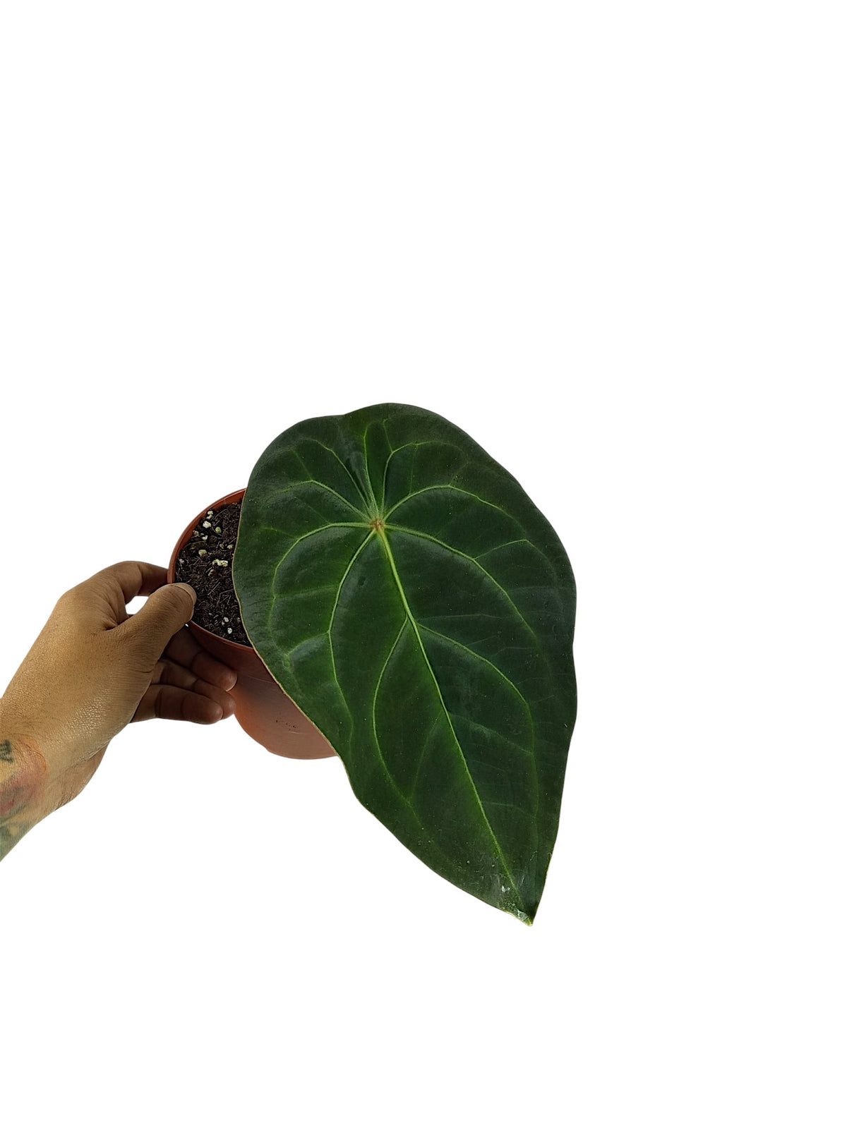 Anthurium Red Spider x (Forgetii X Mag)