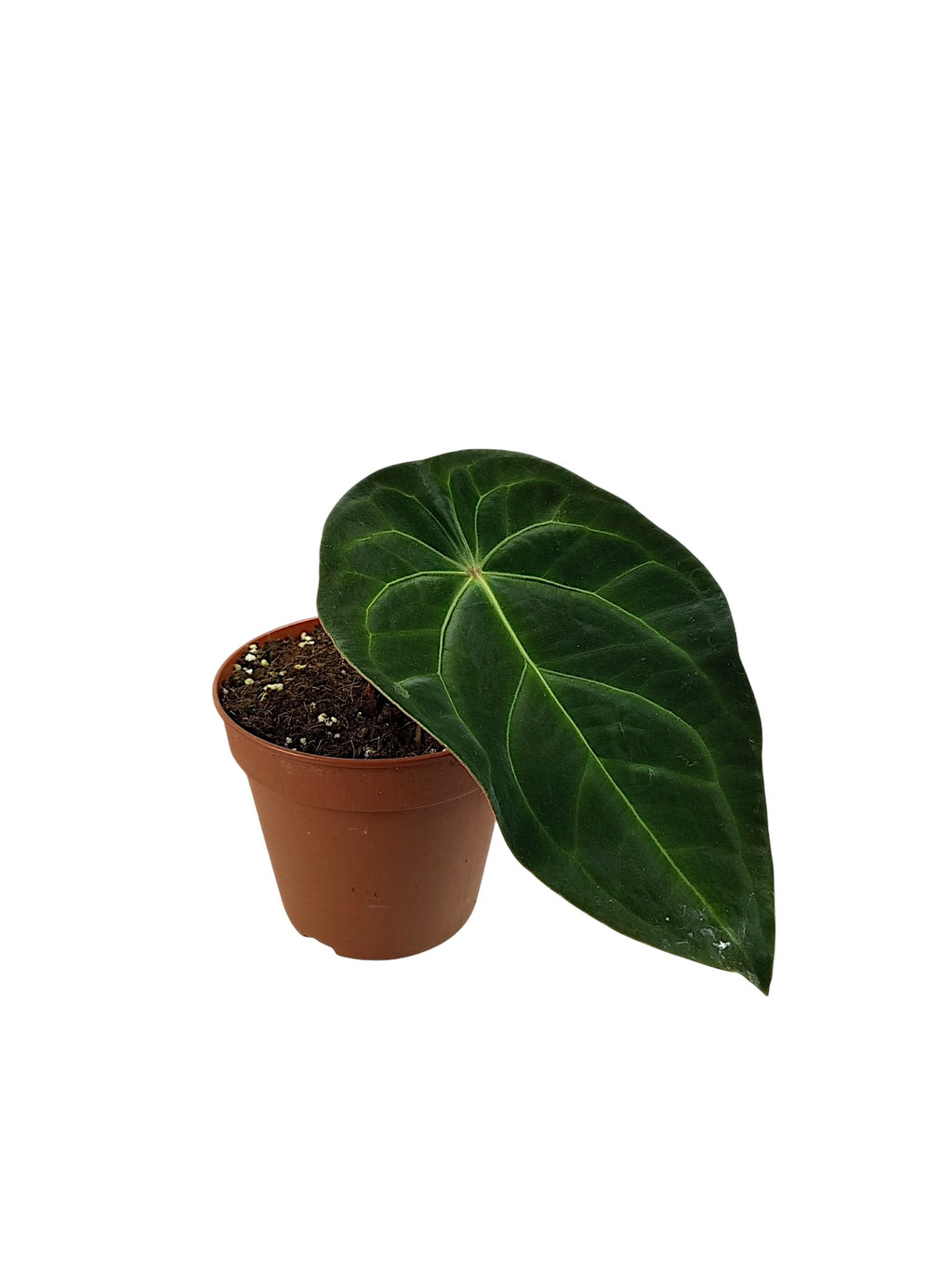 Anthurium Red Spider x (Forgetii X Mag)
