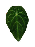 Anthurium Red Spider x (Forgetii X Mag)