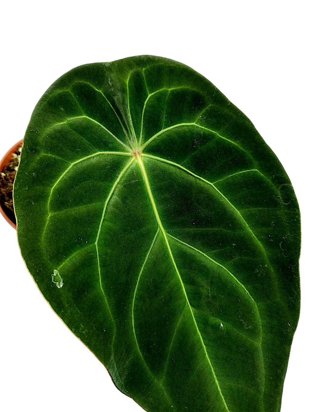 Anthurium Red Spider x (Forgetii X Mag)