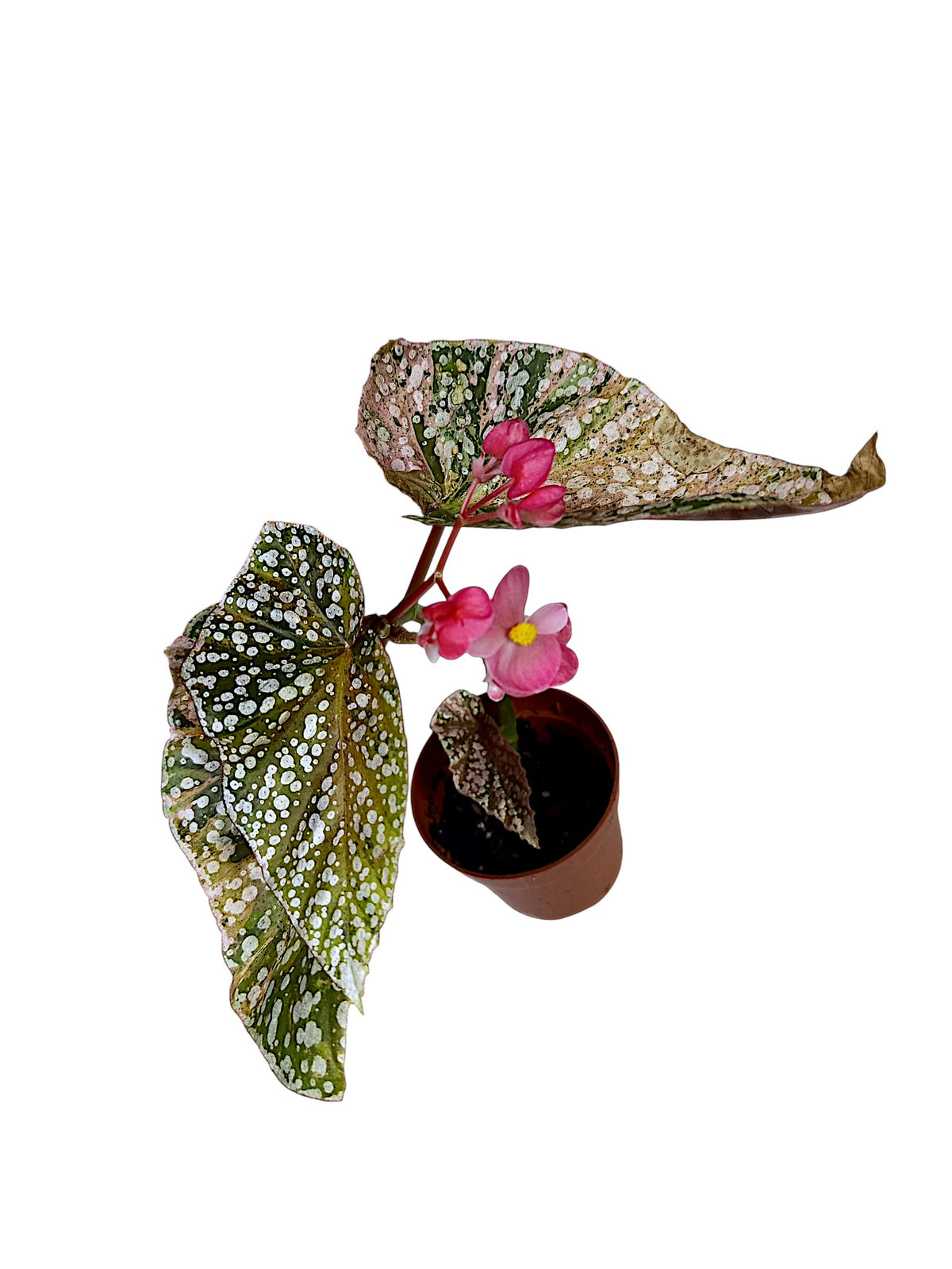 Begonia Snowcap Pink Variegated Flowering
