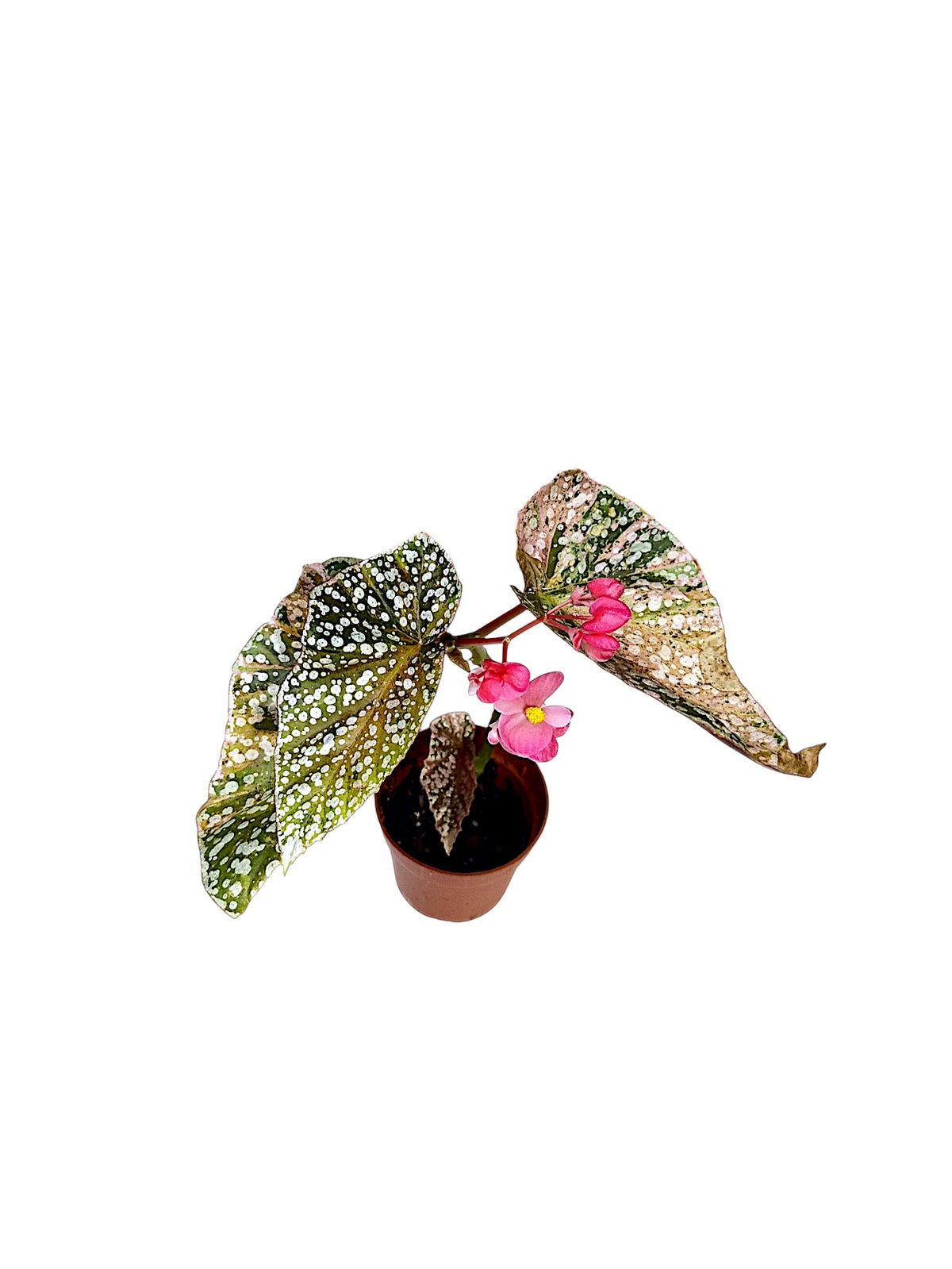 Begonia Snowcap Pink Variegated Flowering