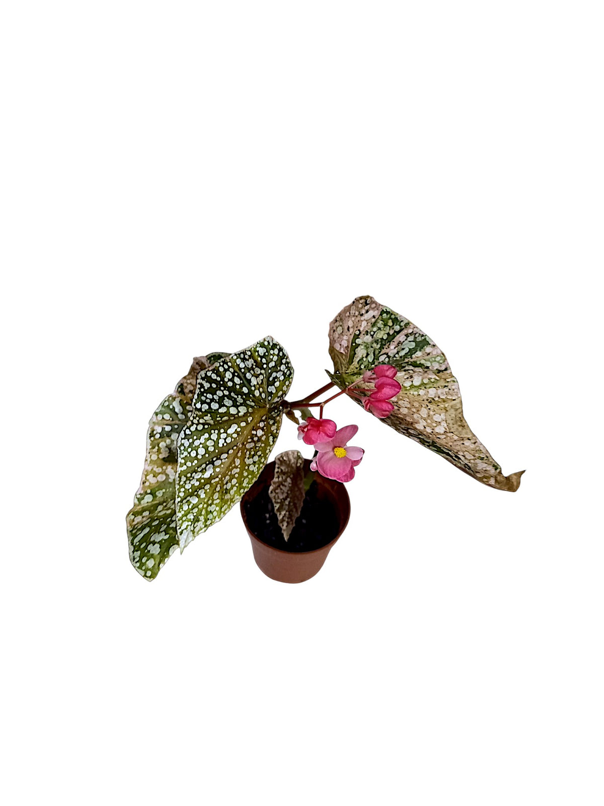 Begonia Snowcap Pink Variegated Flowering
