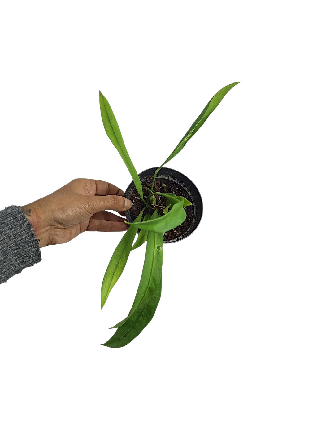Anthurium vittarifolium low variegated