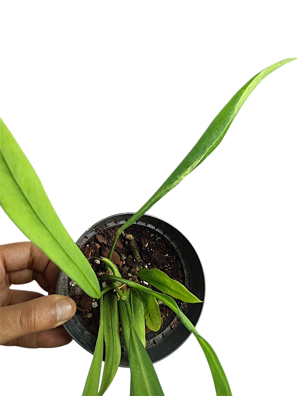 Anthurium vittarifolium low variegated