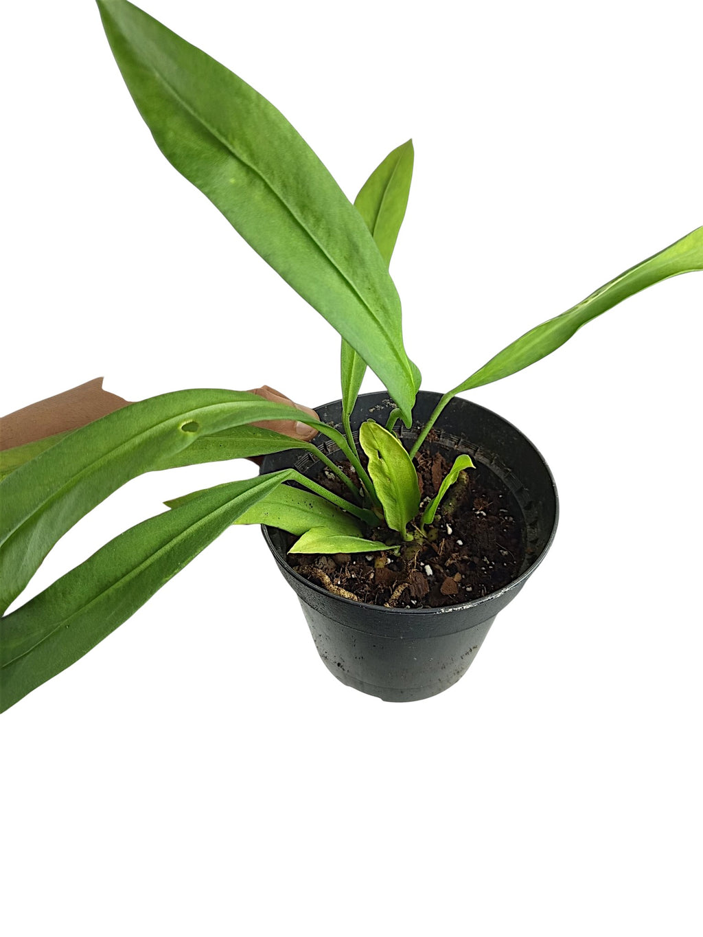 Anthurium vittarifolium low variegated