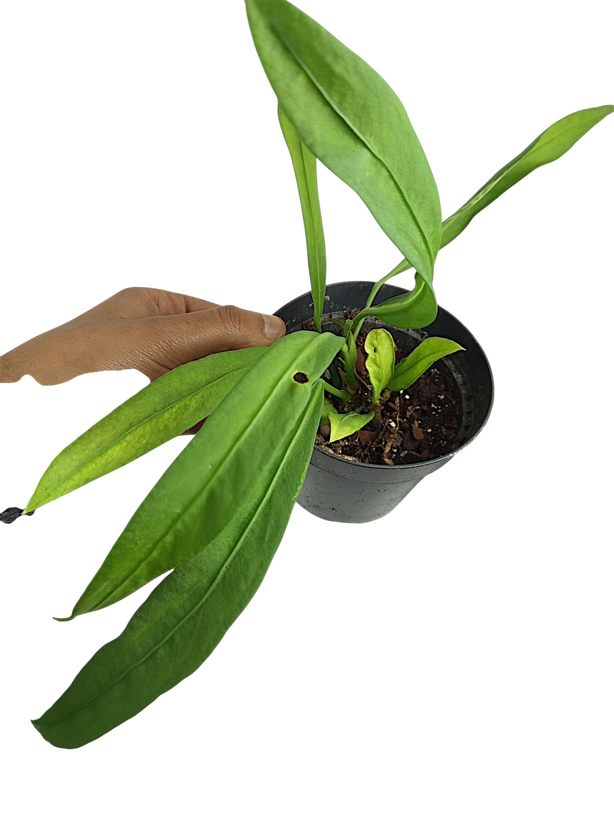 Anthurium vittarifolium low variegated