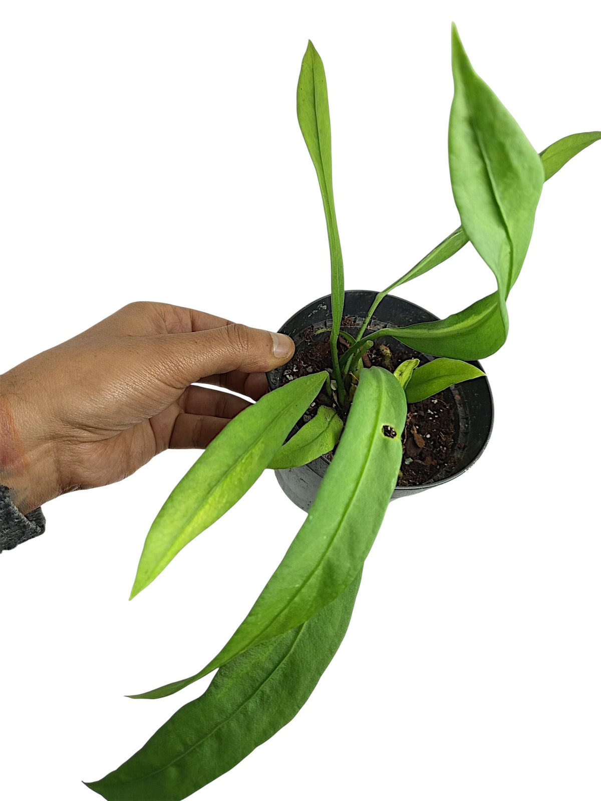 Anthurium vittarifolium low variegated