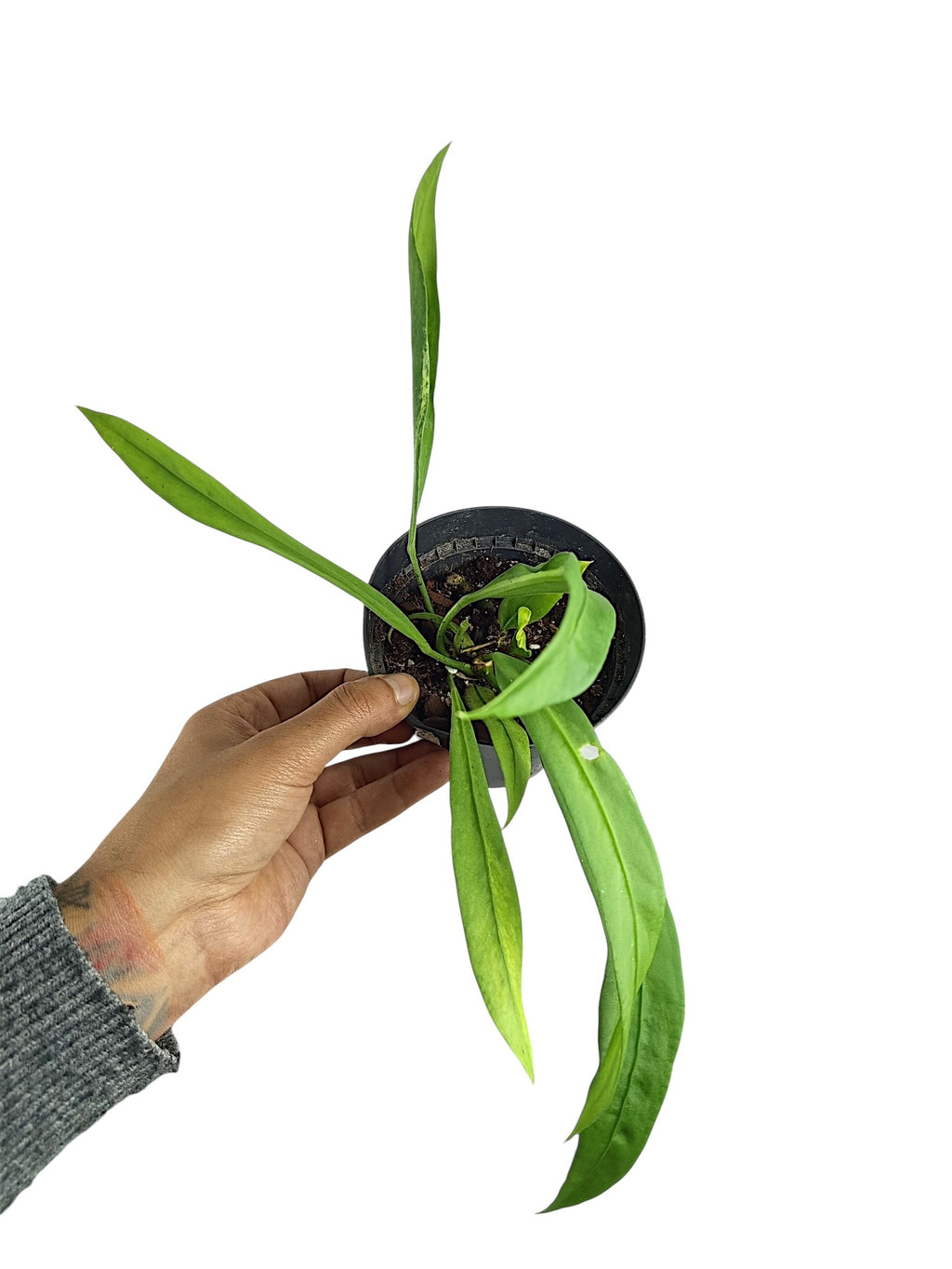 Anthurium vittarifolium low variegated
