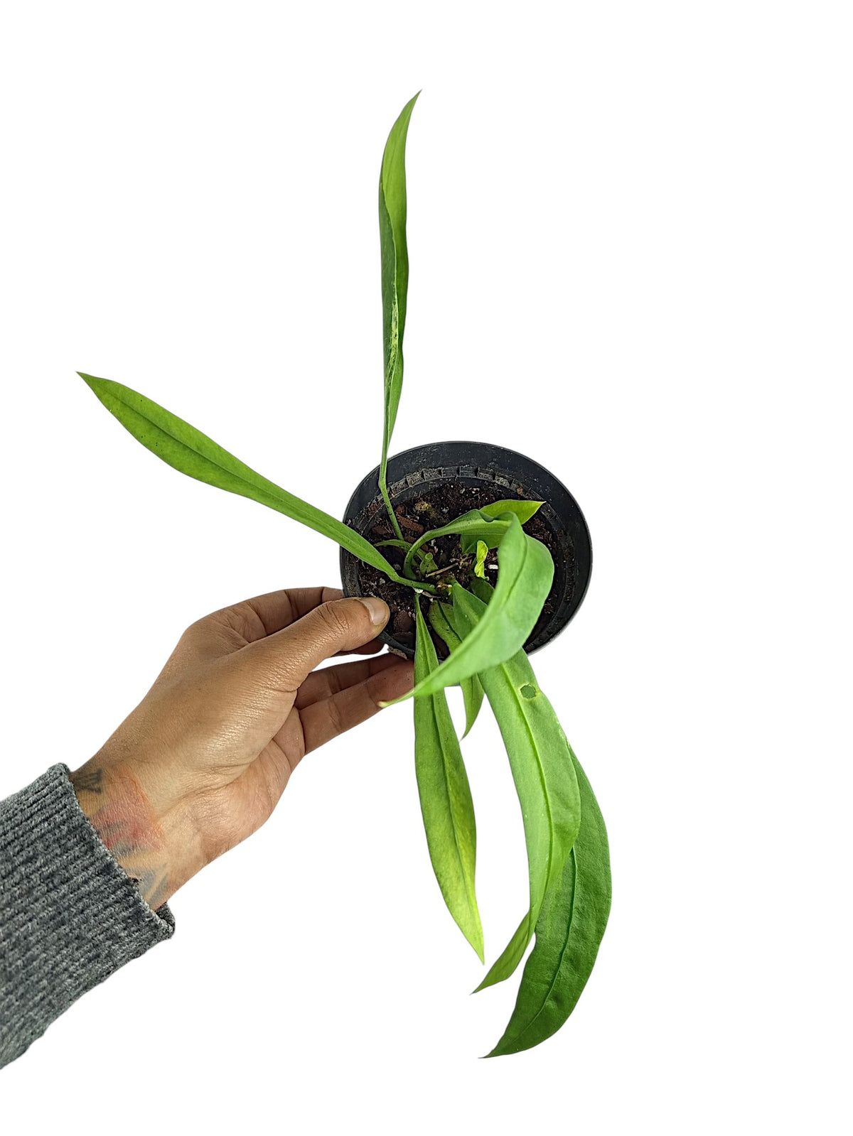 Anthurium vittarifolium low variegated
