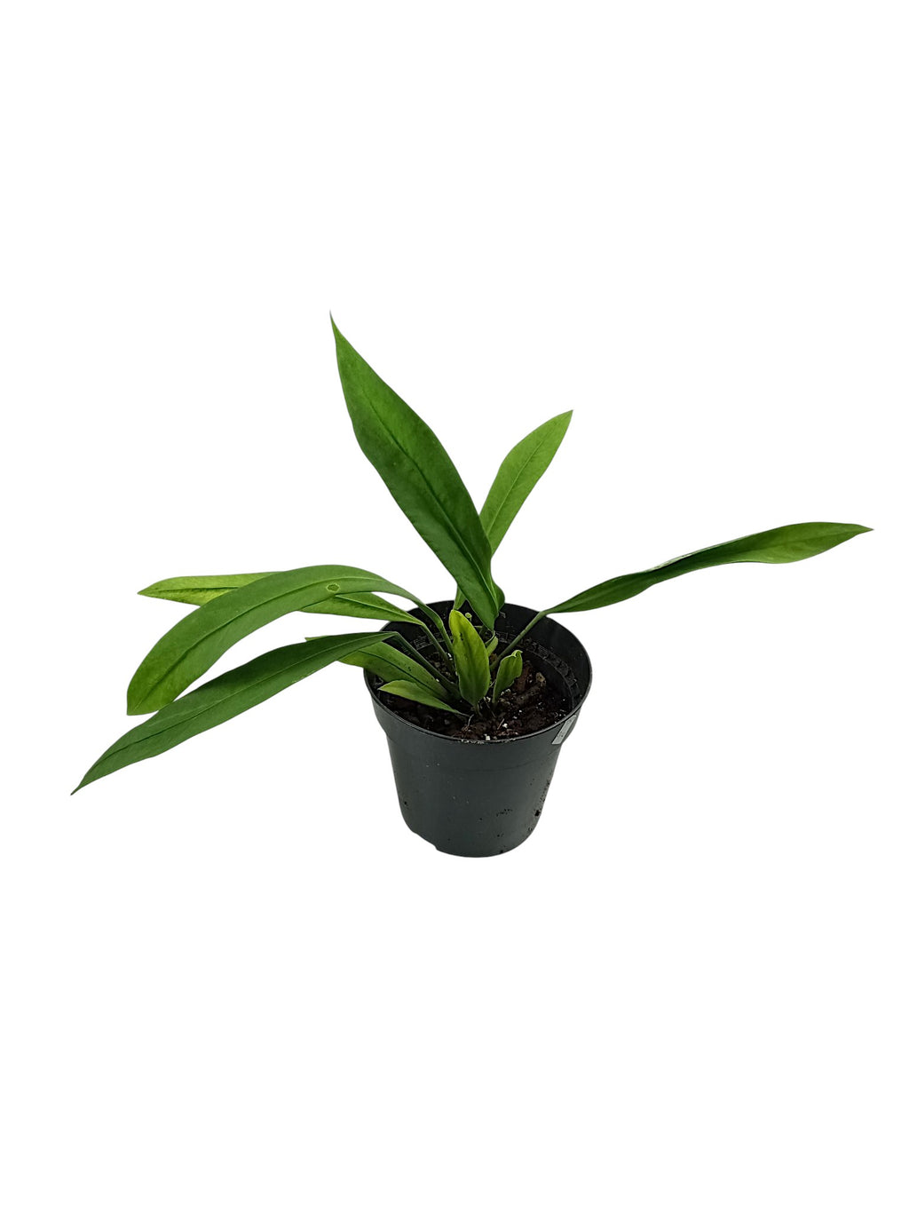 Anthurium vittarifolium low variegated
