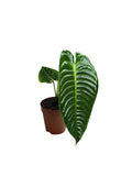 Anthurium Veitchii Narrow