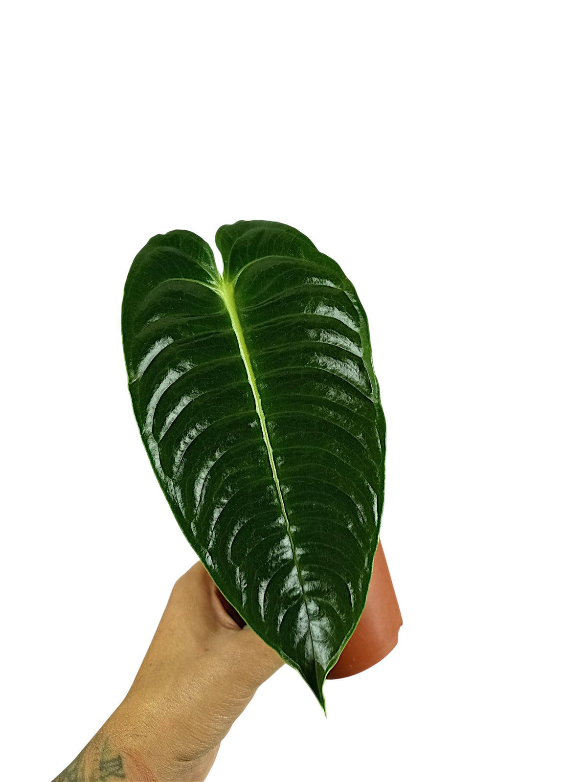 Anthurium Veitchii Narrow