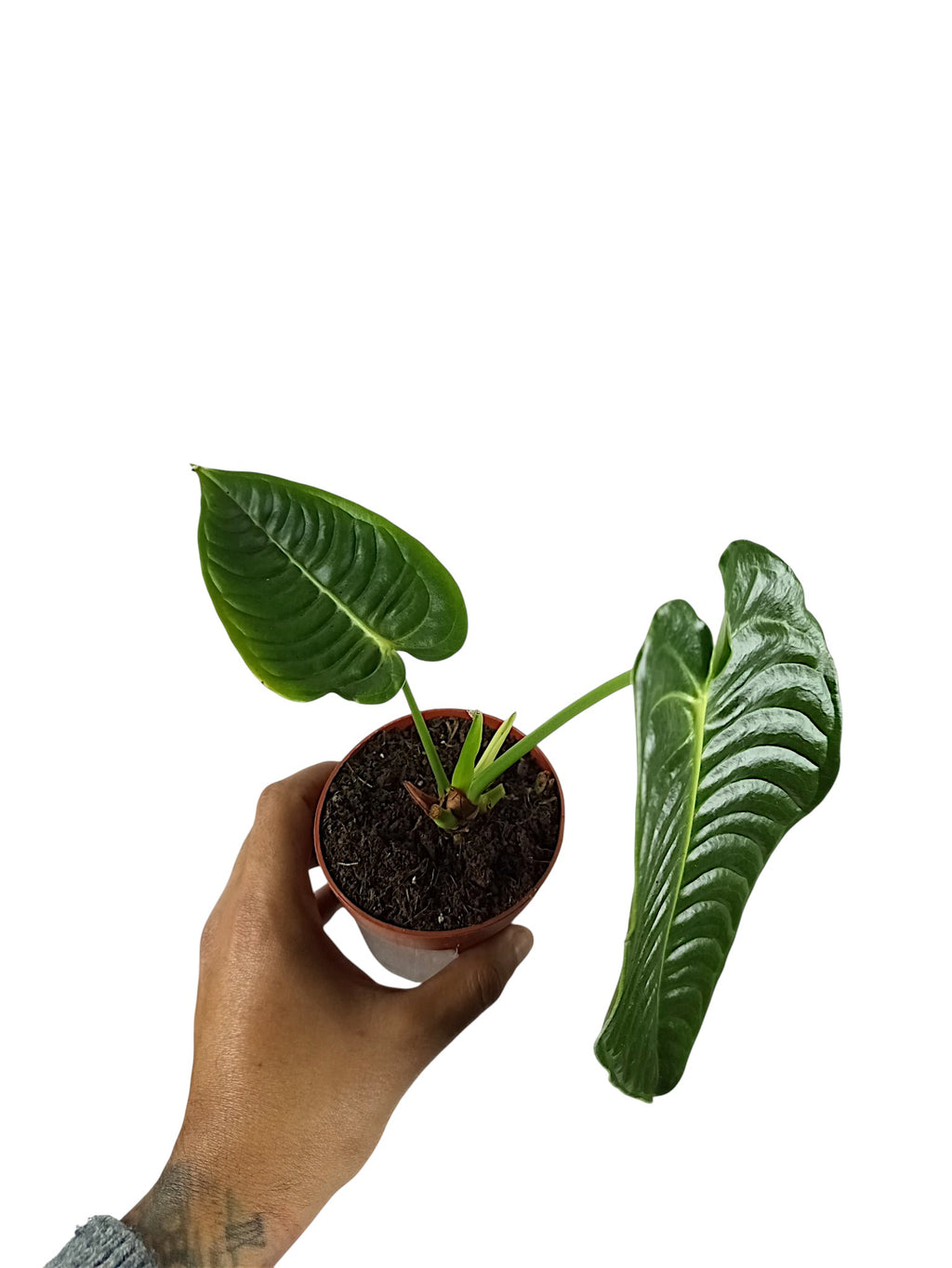 Anthurium Veitchii Narrow