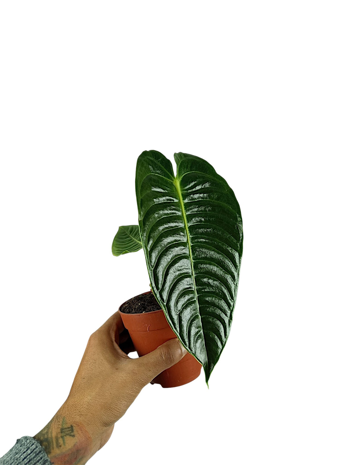 Anthurium Veitchii Narrow