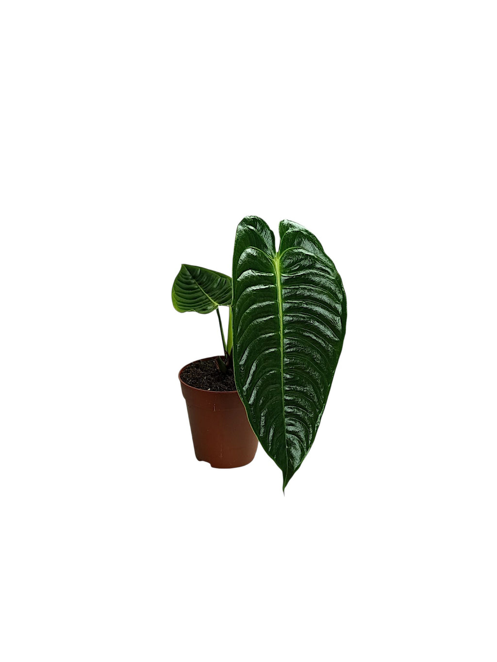 Anthurium Veitchii Narrow