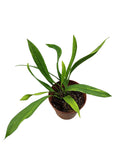 Anthurium vittarifolium low variegated