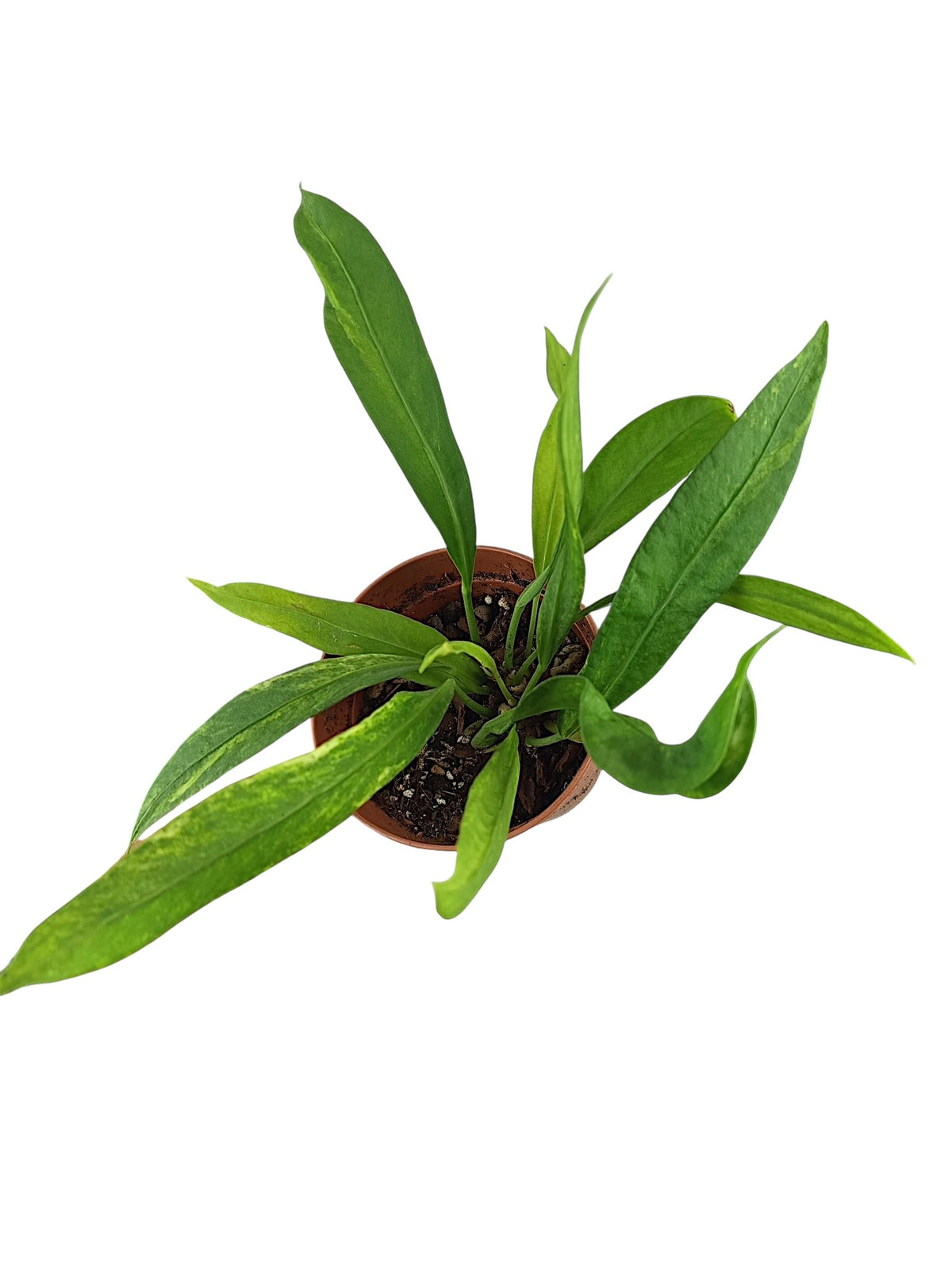 Anthurium vittarifolium low variegated