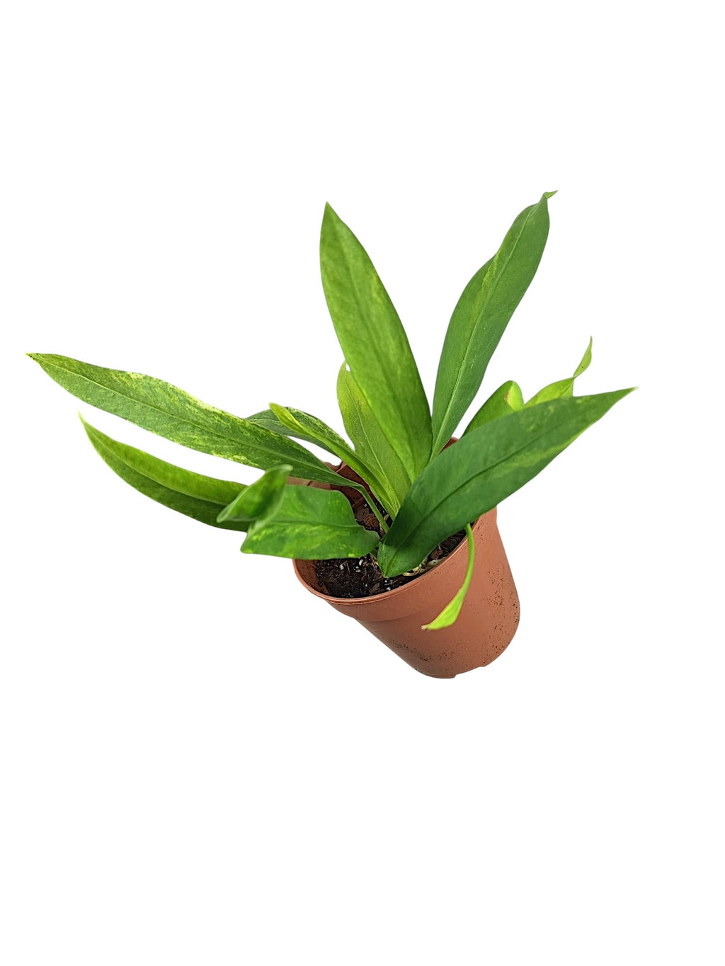 Anthurium vittarifolium low variegated