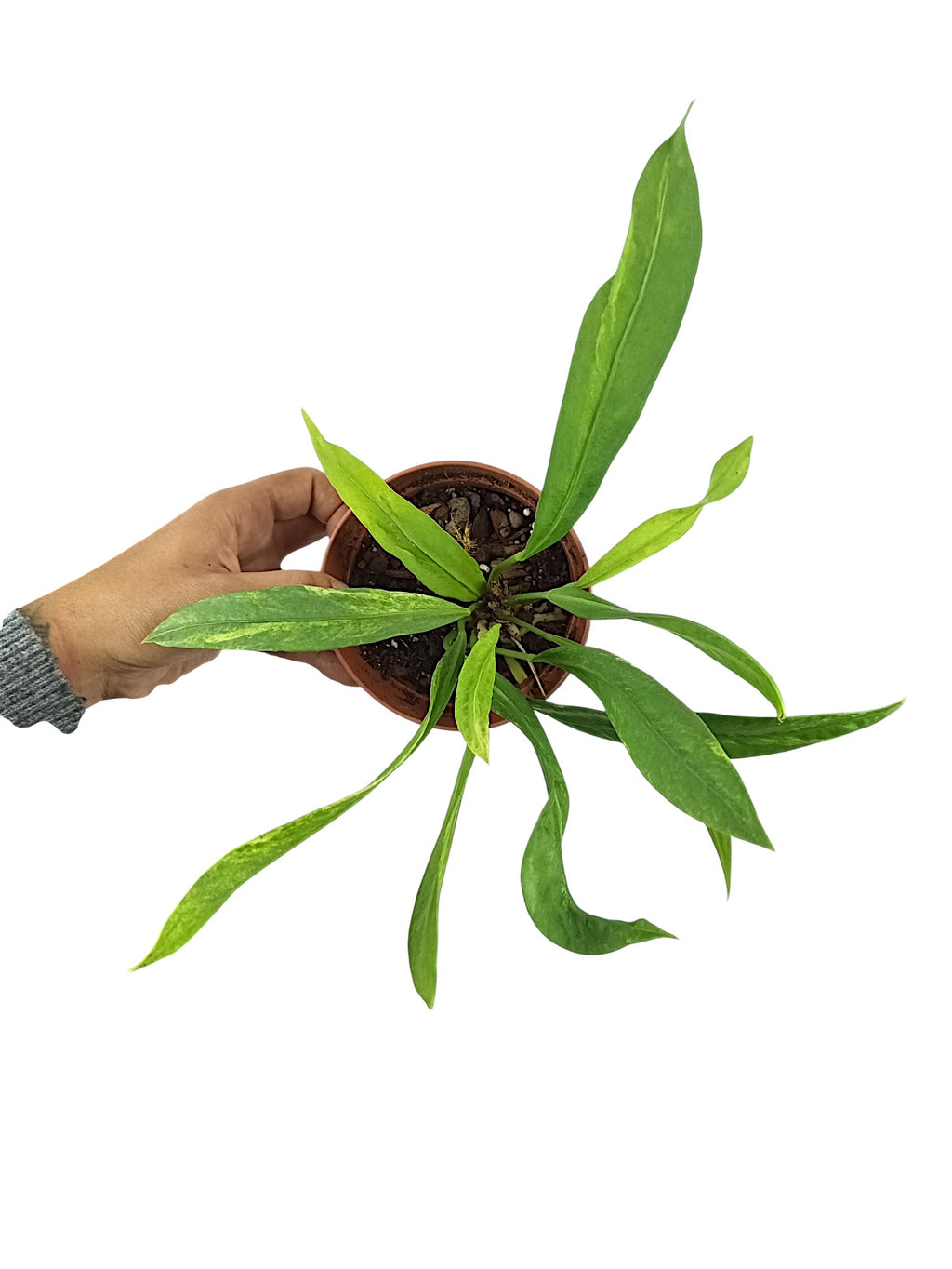 Anthurium vittarifolium low variegated