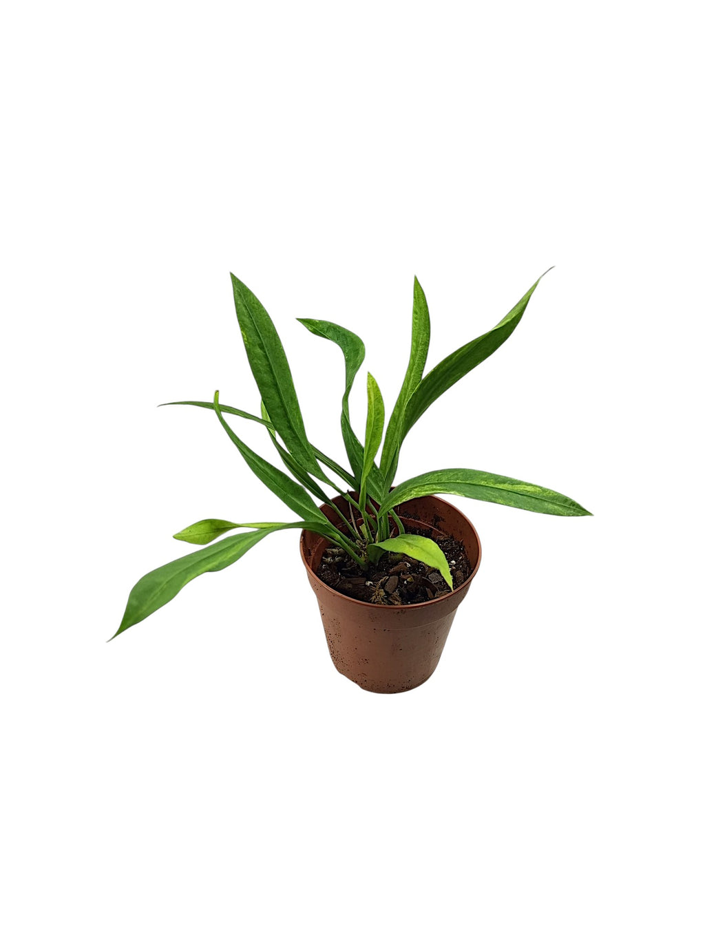 Anthurium vittarifolium low variegated
