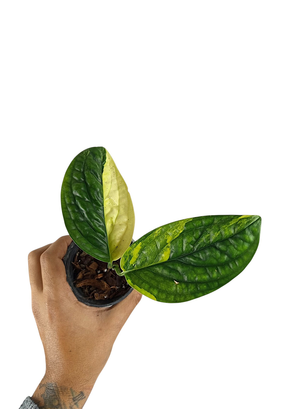 Monstera Peru Variegata