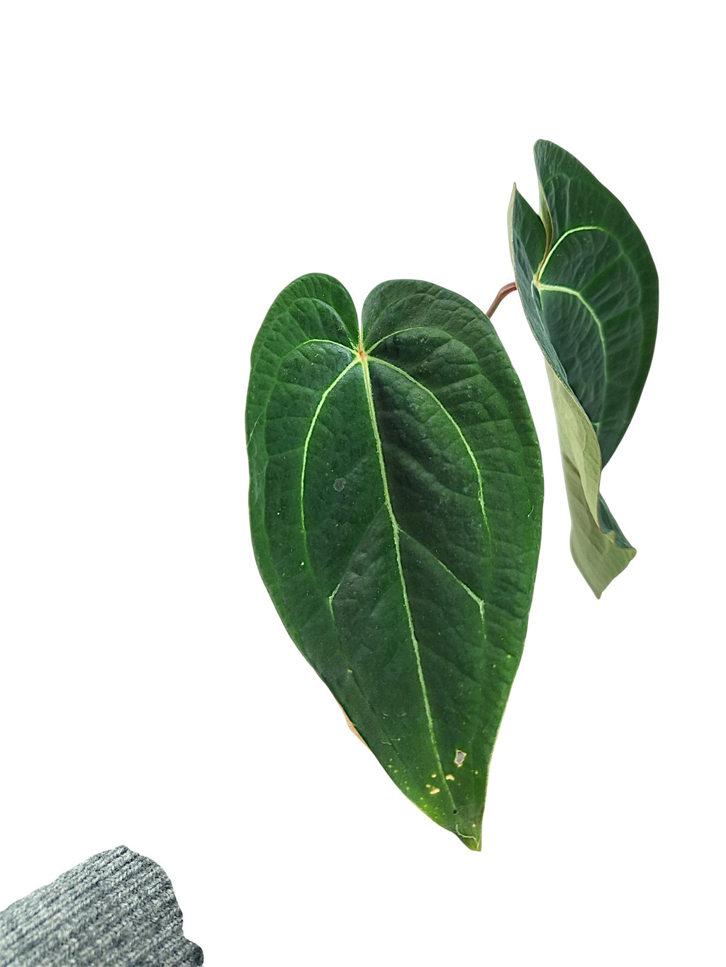 Anthurium Red Spider x Forgetii