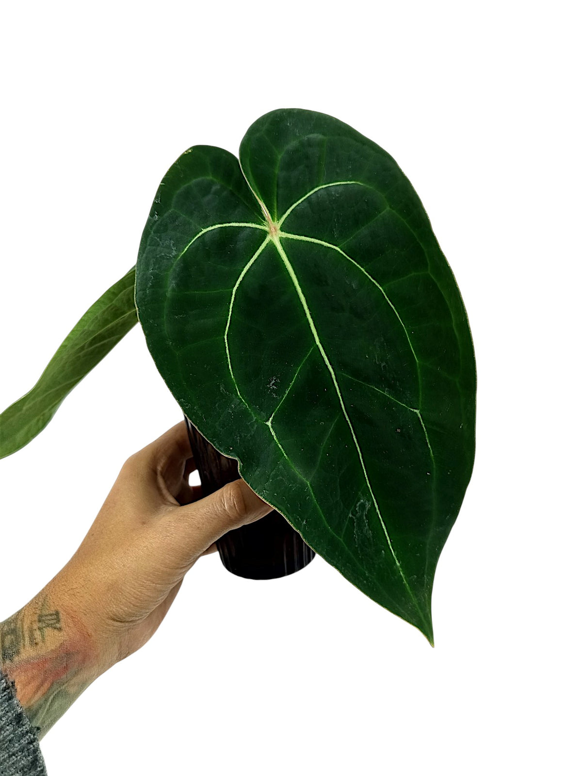 Anthurium Red Spider x Forgetii