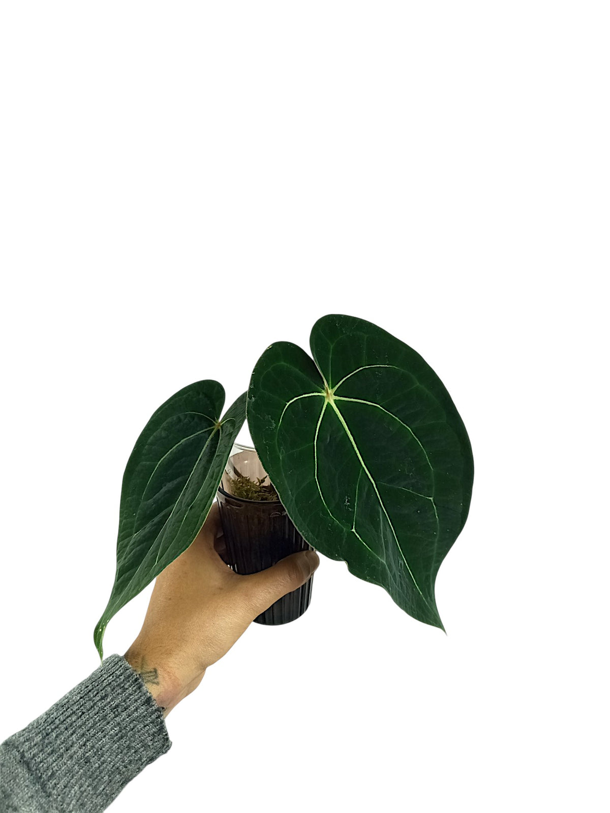 Anthurium Red Spider x Forgetii