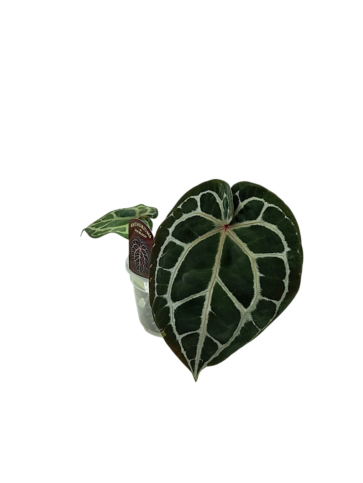 DocBlock Anthurium Michelle