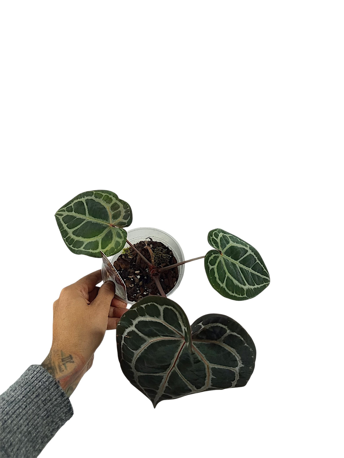 DocBlock Anthurium Michelle
