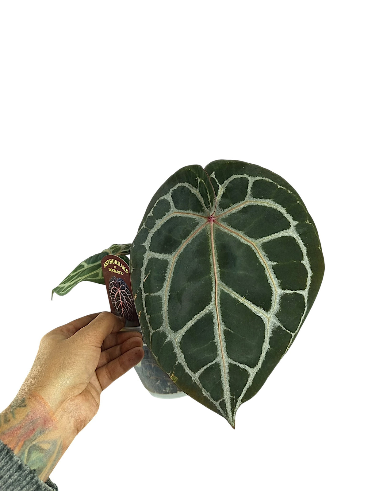 DocBlock Anthurium Michelle