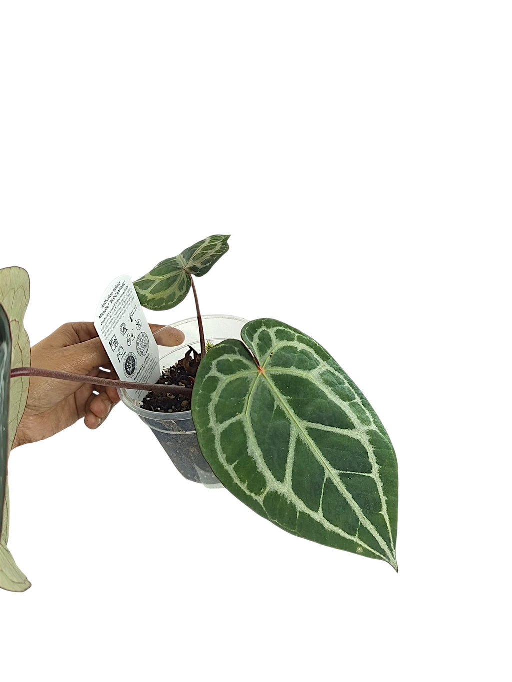 DocBlock Anthurium Michelle