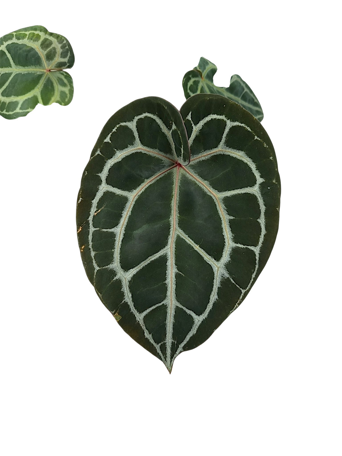 DocBlock Anthurium Michelle