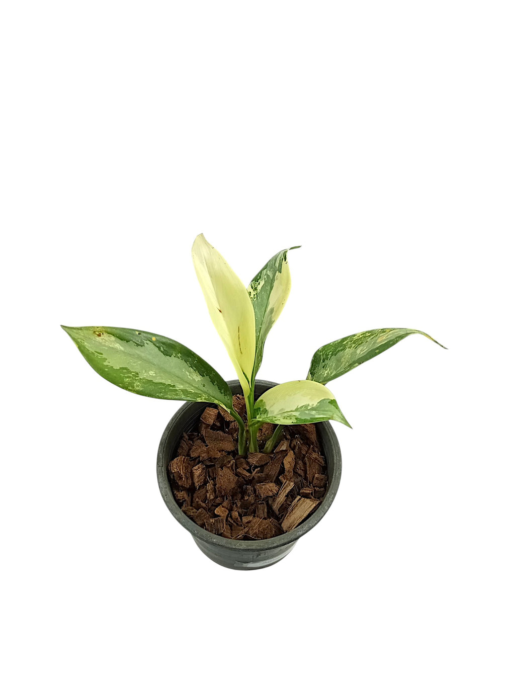 Aglaonema Suvarnabhumi Variegated