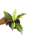 Aglaonema Suvarnabhumi Variegated