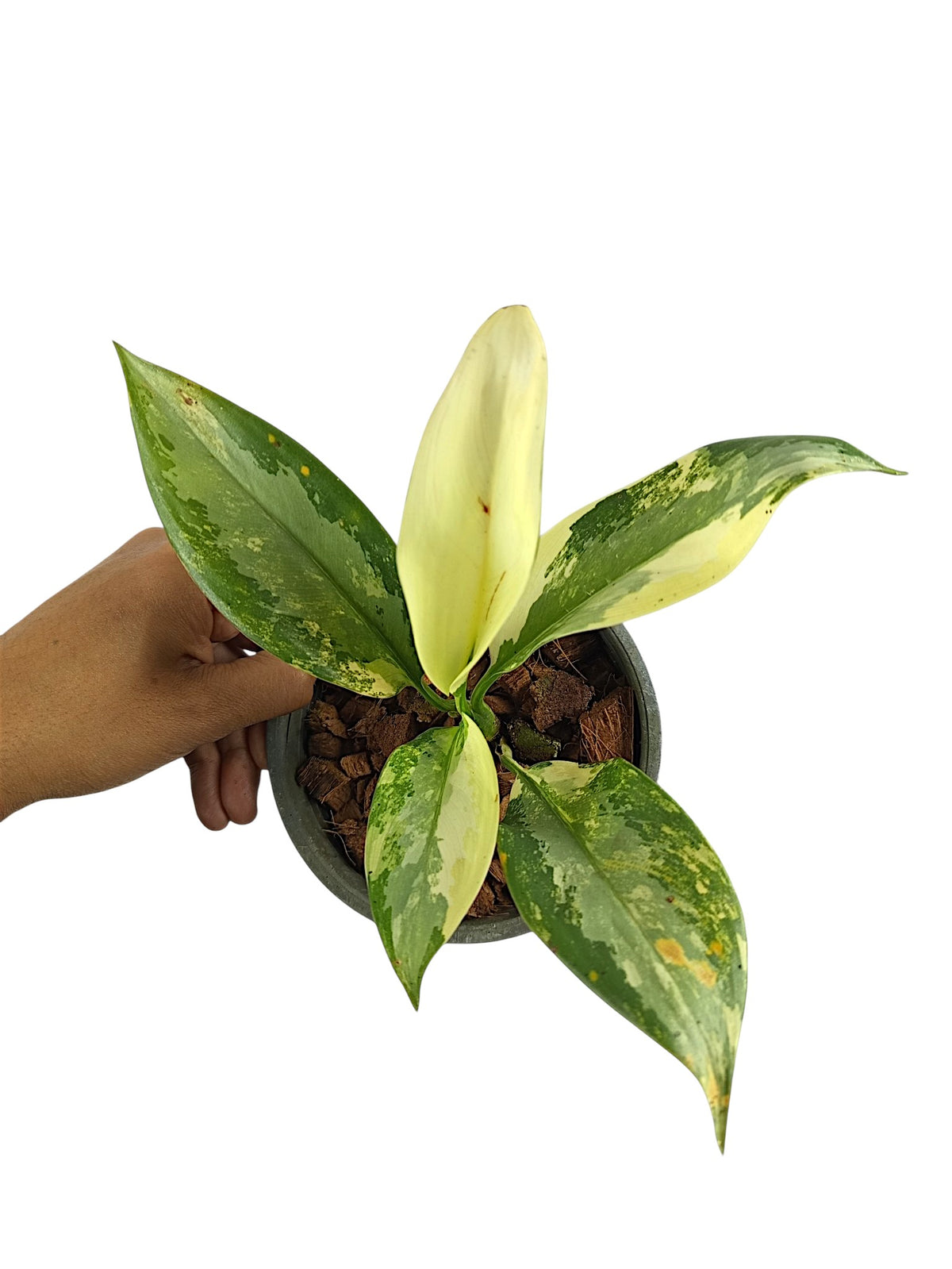 Aglaonema Suvarnabhumi Variegated