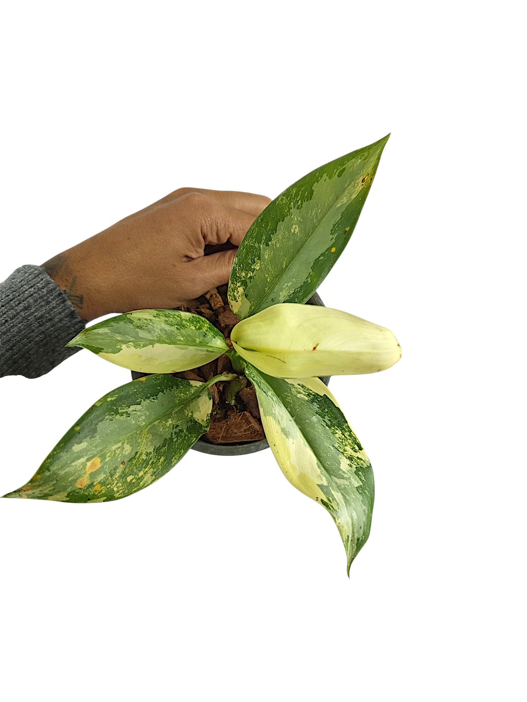 Aglaonema Suvarnabhumi Variegated