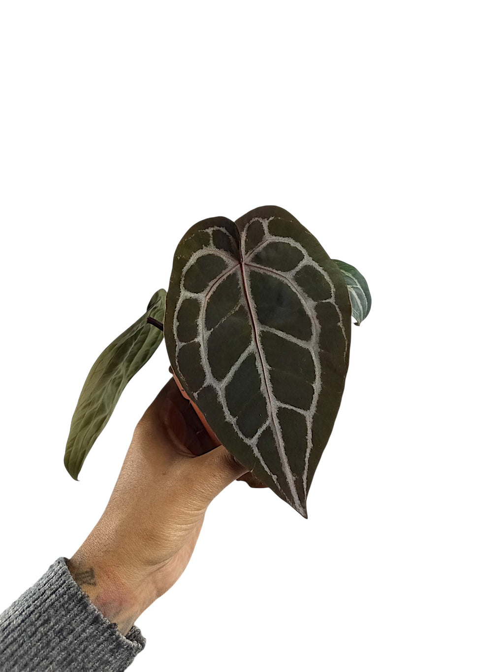 DocBlock Anthurium Michelle