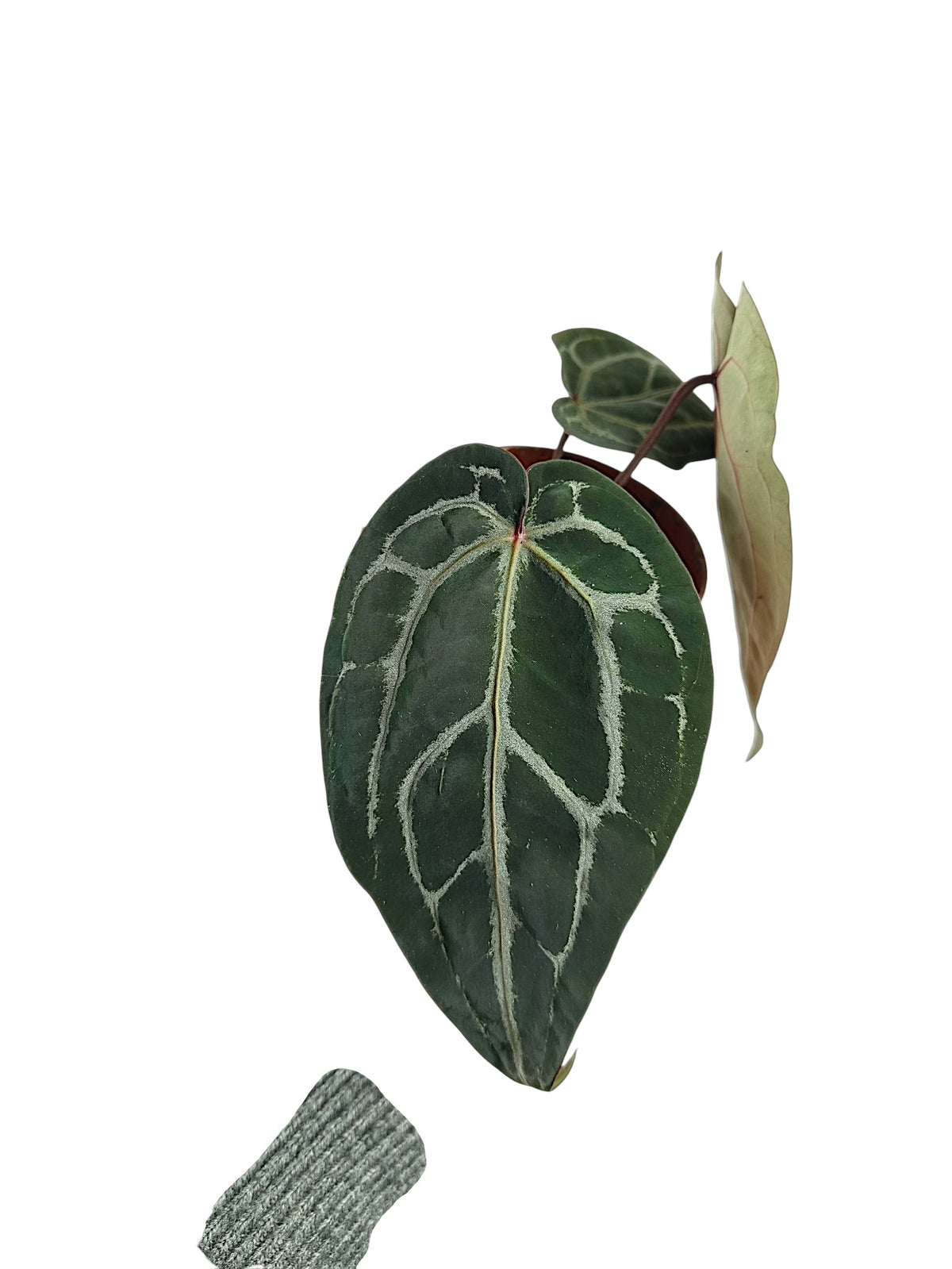 DocBlock Anthurium Michelle