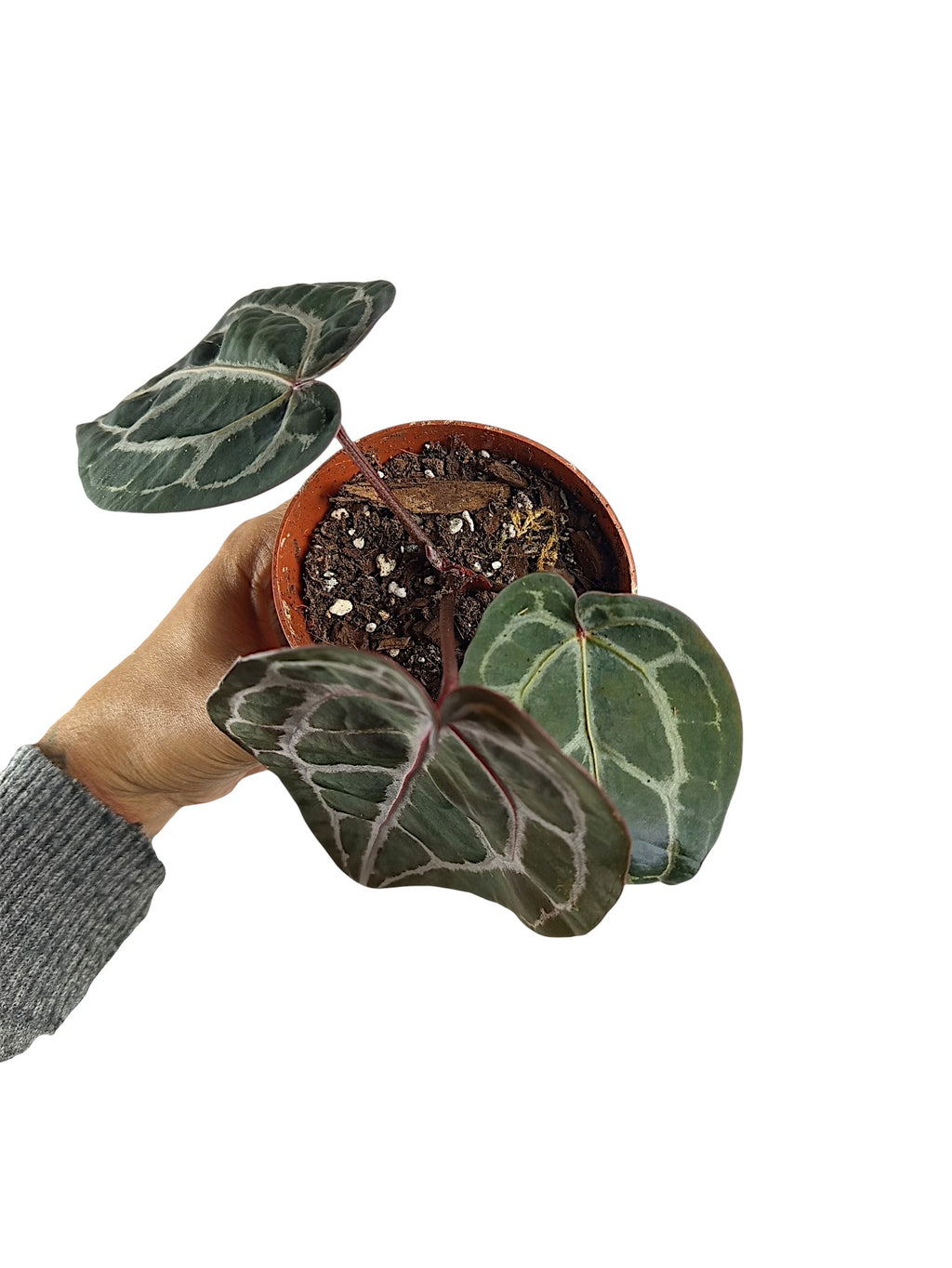 DocBlock Anthurium Michelle